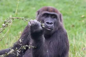 A gorilla outside at London Zoo