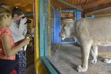 Girl taking photo of lioness