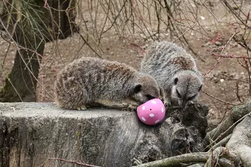 Meerkats at London Zoo enjoy Easter eggs