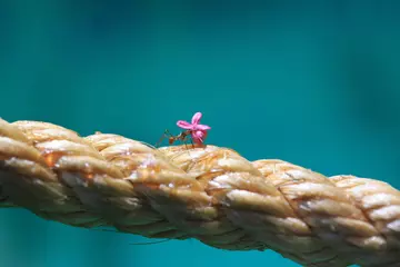 ant carrying a flower