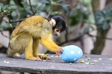 Squirrel Monkeys at London Zoo enjoy Easter eggs
