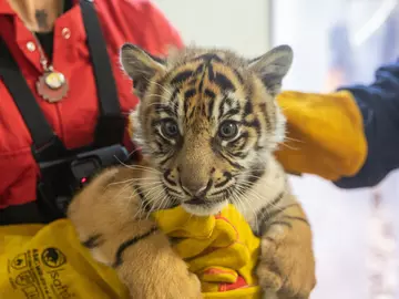 Sumatran tiger cub health checks at London Zoo