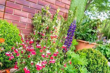 Pink, purple and orange flowers in pots sit amongst vibrant green hedges against a brick wall background