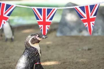 A Humboldt penguin with Union Jack flag bunting