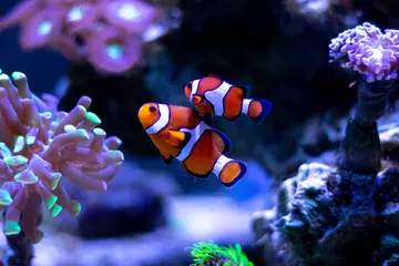 Clownfish under water in an aquarium