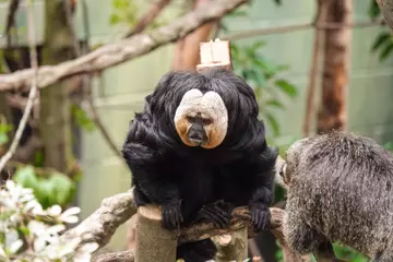 White-faced saki monkey in Rainforest Life