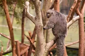 Saki monkey in the trees in Rainforest Life