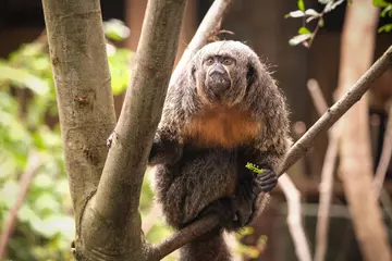 Saki monkey sits on a branch in the Rainforest Life habitat at London Zoo