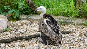 A 3-month-old critically endangered vulture chick at London Zoo
