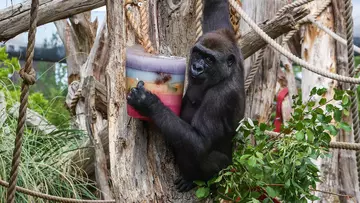 A gorilla holds onto a rainbow icy treats at London Zoo