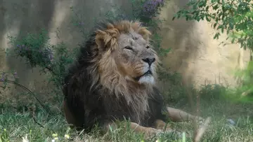 Asiatic lion Bhanu lying in the shade at London Zoo