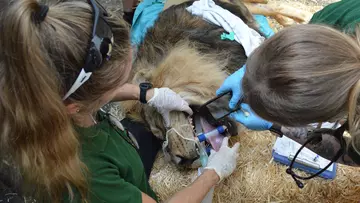 Bhanu has his ear cleaned at London Zoo