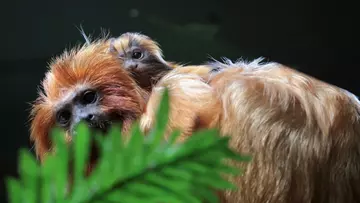 Dad Fabio and baby website and baby Kumquat in Rainforest Life at London Zoo