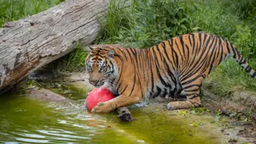 Gaysha with red ball in the pool at London Zoo