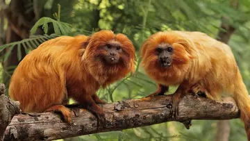 Golden lion tamarins Fabio and Valentina in Rainforest Life at London Zoo