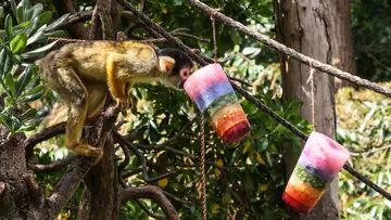 A squirrel monkey with rainbow icy treats at London Zoo