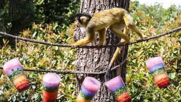 A squirrel monkey climbs above hanging rainbow icy treats at London Zoo