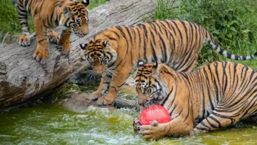 Three tigers with a red ball in the pool at London Zoo