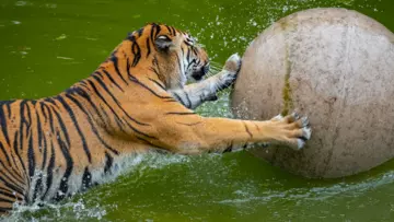 A Sumatran tiger with boomer ball in the pool at London Zoo