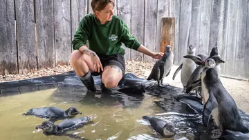 A zookeeper and penguin chicks in their nursery pool at London Zoo