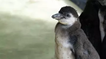 A fluffy Humboldt penguin chick 