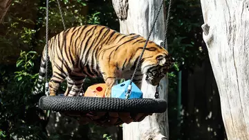 A Sumatran tiger in a swing at London Zoo