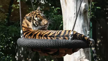 A Sumatran tiger in a swing at London Zoo
