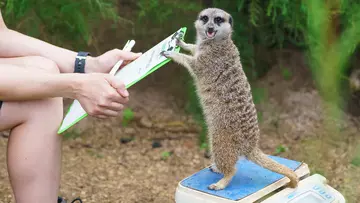 A meerkat is on the scales at the annual weigh in