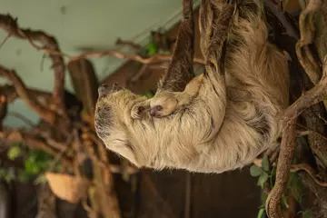 Sloths Marilyn and baby Terry