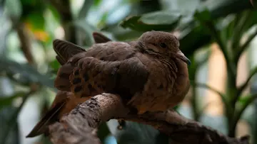 A Socorro dove chick resting on a branch