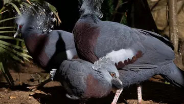 A Victoria crowned pigeon chick with its parents