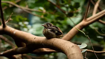 A chestnut-backed thrush chick resting on a branch