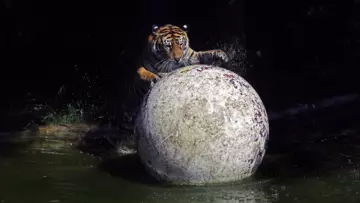Sumatran tiger with a boomer ball in the pool at London Zoo