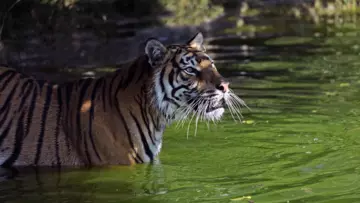 A Sumatran tiger in the pool at London Zoo