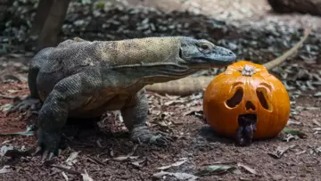 A Komodo dragon with a pumpkin at London Zoo