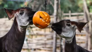 Two okapis eating a pumpkin at London Zoo