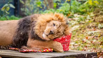 Asiatic lion Bhanu lying on Christmas presents at London Zoo