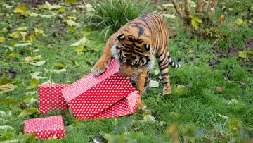 Sumatran tiger Asim investigates Christmas presents at London Zoo