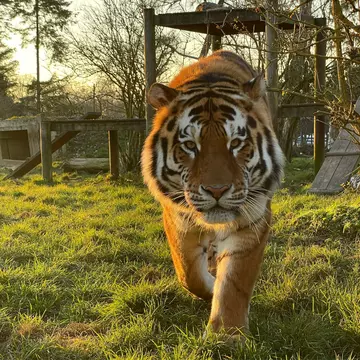 Amur tiger Czar