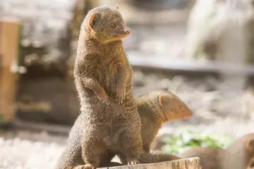 Dwarf Mongoose