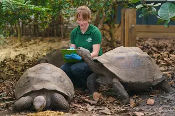 Giant Galapagos tortoises are counted at London Zoo by zookeeper Kim Carter