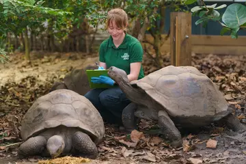 Giant Galapagos tortoises are counted at London Zoo by zookeeper Kim Carter