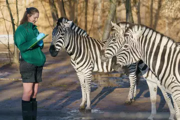 London Zoo Chapman's zebras are counted by zookeeper Becca Keefe
