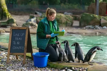 London Zoo's Humboldt Penguin Colony are counted by Zookeeper Jessica Fryer at London Zoo stocktake 