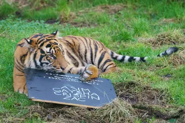 Sumatran tiger Zac plays with stocktake tally at London Zoo