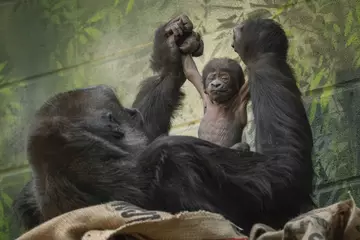 Western lowland gorilla Mjukuu holds newborn at London Zoo