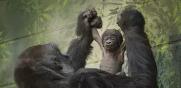 Gorilla baby at the zoo