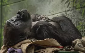 Newborn gorilla at London Zoo 