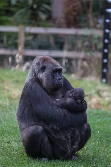 A second baby gorilla born | London Zoo