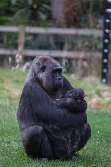 Gorilla baby being held by mother at London Zoo